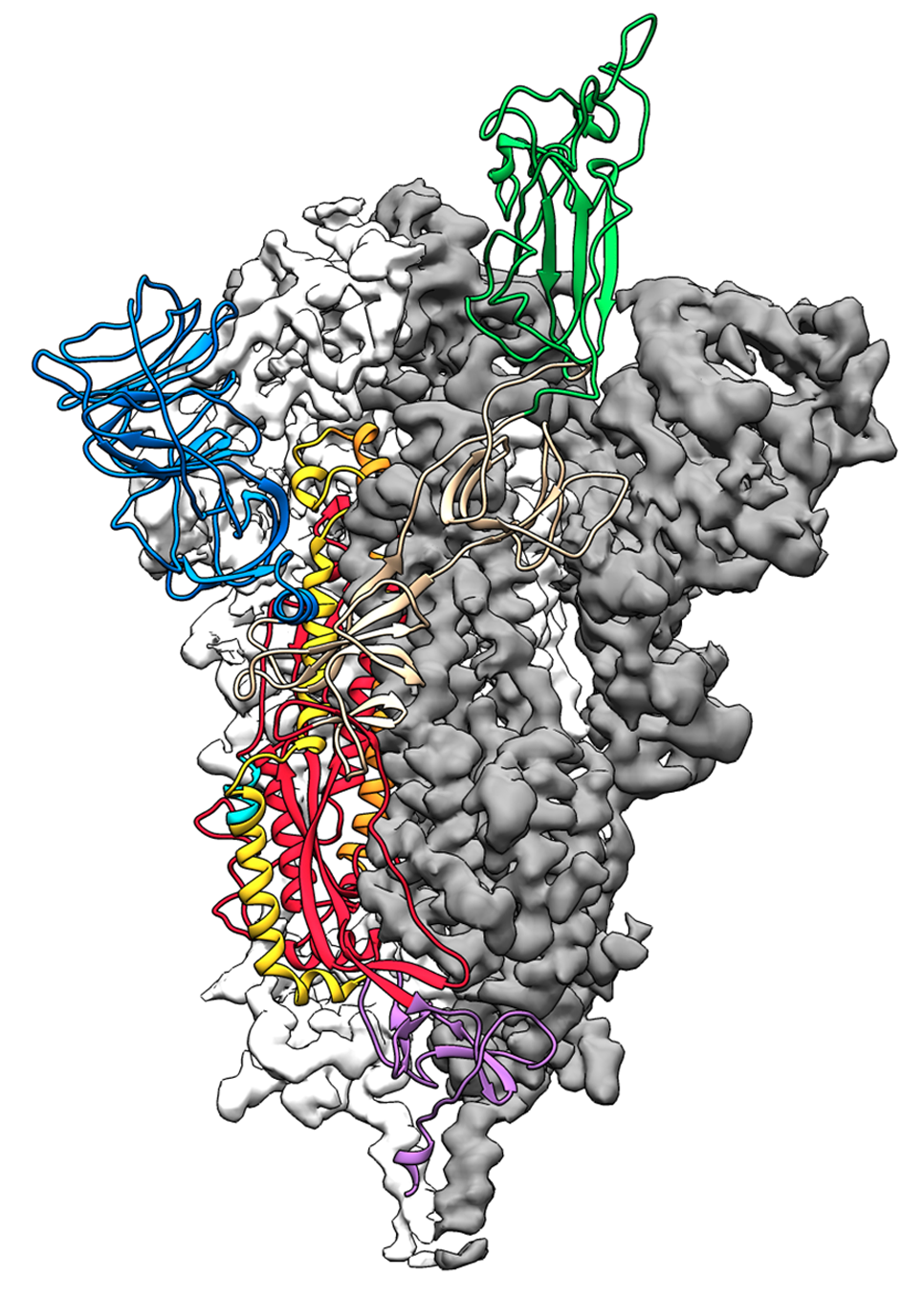 Coronavirus spike protein structure