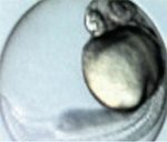 the exploratorum san fran